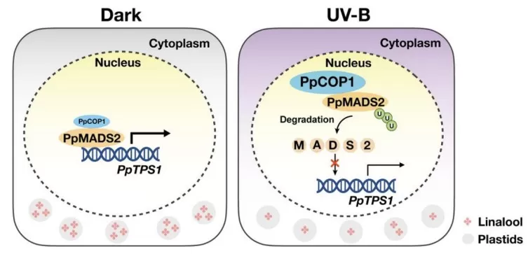 showing how UV-B activates PpCOP1, leading to PpMADS2 degradation and reduced PpTPS1 expression and linalool production